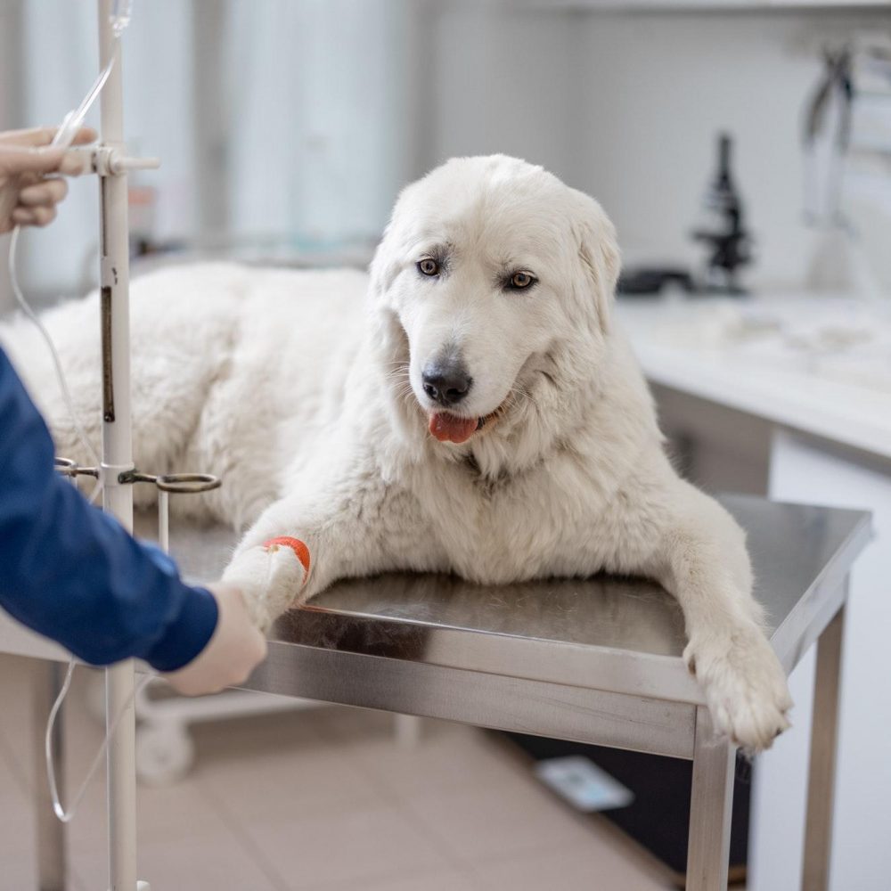 Krankenversicherung für Hunde & Tiere